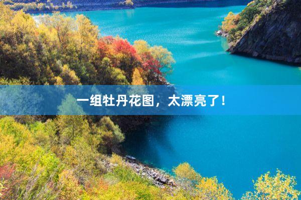 一组牡丹花图，太漂亮了！