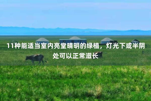 11种能适当室内亮堂晴明的绿植，灯光下或半阴处可以正常滋长
