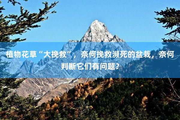 植物花草“大挽救”，奈何挽救濒死的盆栽，奈何判断它们有问题？
